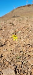 Albuca spiralis