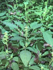 Acalypha neomexicana