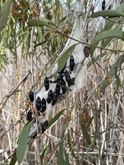 Delias harpalyce