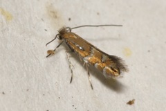 Phyllonorycter