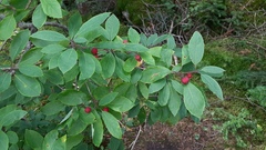 Ilex mucronata