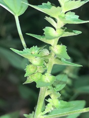 Acalypha neomexicana
