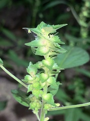 Acalypha neomexicana