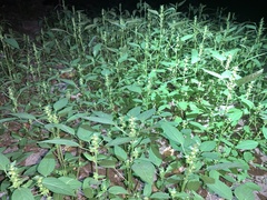 Acalypha neomexicana