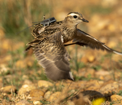 Charadrius morinellus