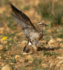 Charadrius morinellus