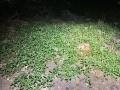 Acalypha neomexicana