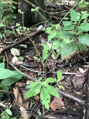 Sanicula canadensis