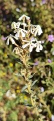 Lyperia tristis