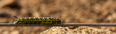 Hyles euphorbiae