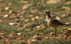 Charadrius morinellus