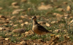 Charadrius morinellus