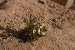 Boechera
