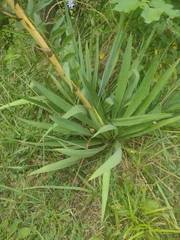 Yucca flaccida