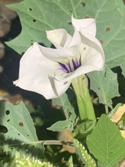 Datura discolor