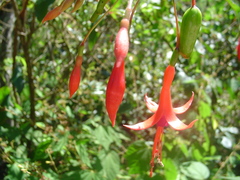 Fuchsia