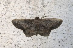 Hypagyrtis