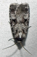 Feltia geniculata