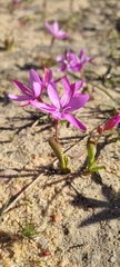 Hesperantha pauciflora