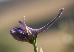 Delphinium halteratum