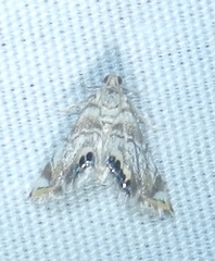 Eoparargyractis