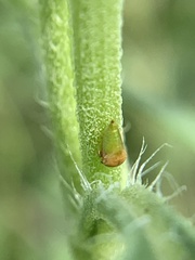 Clastoptera xanthocephala