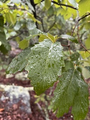 Quercus montana