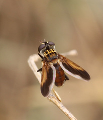 Trichopoda pictipennis