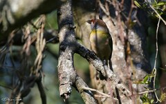 Cyclarhis gujanensis