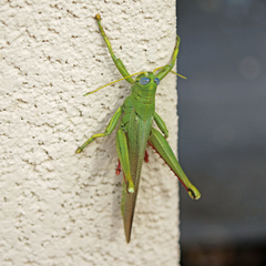 Schistocerca shoshone