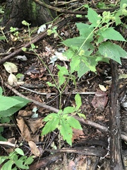 Sanicula canadensis