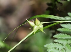 Carex intumescens