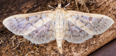 Herpetogramma theseusalis
