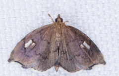 Perispasta caeculalis