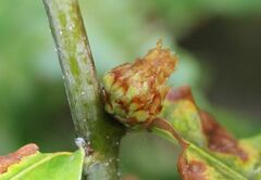 Andricus foecundatrix