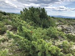 Pinus pumila