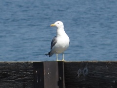 Larus californicus