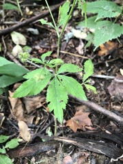 Sanicula canadensis