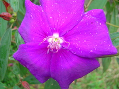 Tibouchina