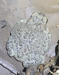 Anaxyrus microscaphus