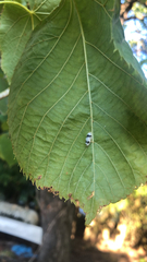 Campopleginae