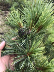 Pinus pumila