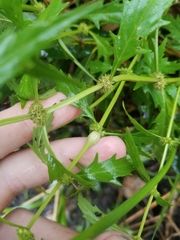 Neolasioptera lycopi