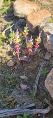 Lachenalia membranacea