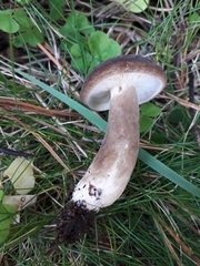 Lactarius picinus
