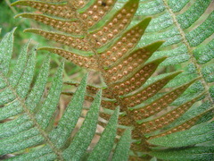 Polypodioideae