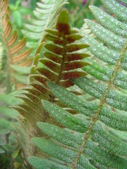 Polypodioideae
