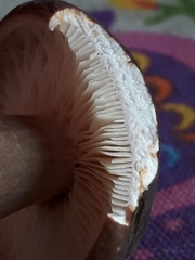 Lactarius picinus