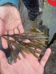Fucus distichus