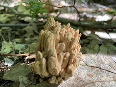 Ramaria